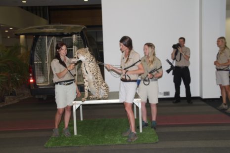 Minnik Chartered Accountants - Australia Zoo - An Unexpected Guest