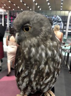 Minnik Chartered Accountants - Australia Zoo - Beautiful Barking Owl Comes to Dinner