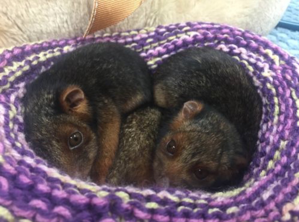 Minnik Chartered Accountants - Australia Zoo - Billy, Lilly and Pilly the Ringtail Possum Joeys