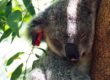 Minnik Integrated Financial Solutions - Australia Zoo - Galaxy the Koala Joey