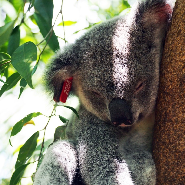 Minnik Integrated Financial Solutions - Australia Zoo - Galaxy the Koala Joey