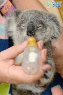 Minnik Integrated Financial Solutions - Australia Zoo