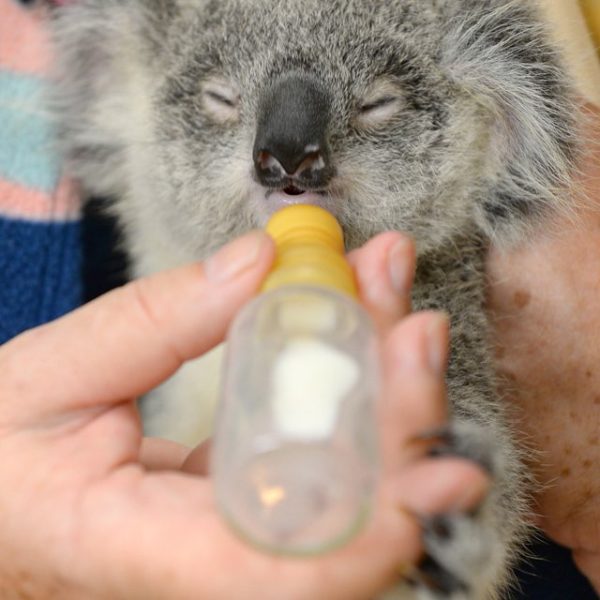 Minnik Integrated Financial Solutions - Australia Zoo