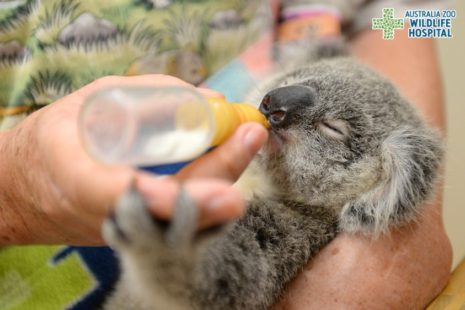 Minnik Integrated Financial Solutions - Australia Zoo