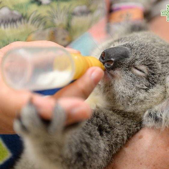Minnik Integrated Financial Solutions - Australia Zoo