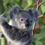 Minnik Integrated Financial Solutions - Australia Zoo