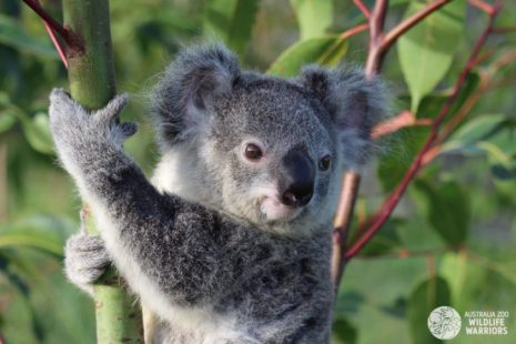 Minnik Integrated Financial Solutions - Australia Zoo