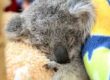 Minnik Chartered Accountants - Wealth Advisors - Professional Group - Lucy the Koala Joey