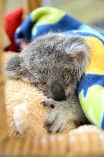 Minnik Chartered Accountants - Wealth Advisors - Professional Group - Lucy the Koala Joey