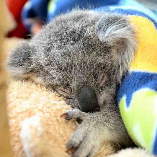 Minnik Chartered Accountants - Wealth Advisors - Professional Group - Lucy the Koala Joey