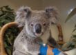 Minnik Chartered Accountants - Australia Zoo - Molly the Koala Joey