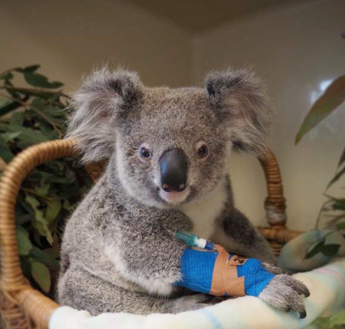 Minnik Chartered Accountants - Australia Zoo - Molly the Koala Joey