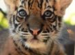 Minnik Chartered Accountants - Australia Zoo - Tiger Hunter