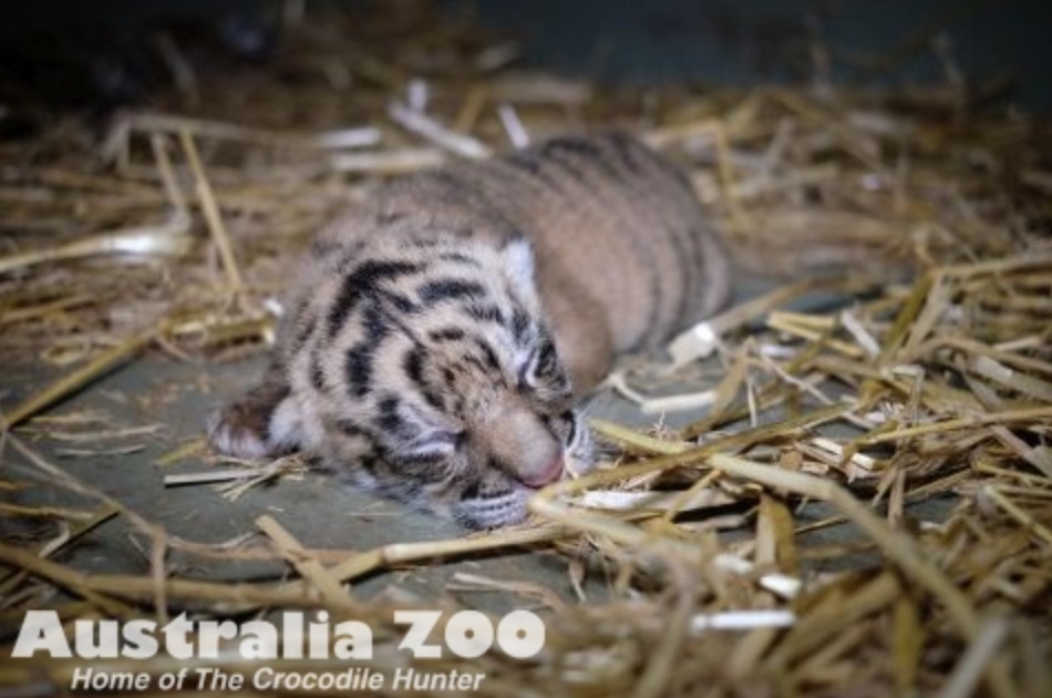 Minnik Chartered Accountants - Australia Zoo -Two Tiger Cubs Roar Into The World At Australia Zoo
