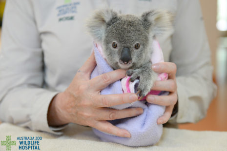 Minnik Chartered Accountants - Australia Zoo -Shayne the Koala Joey 3