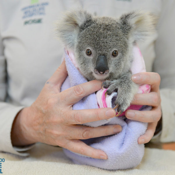 Minnik Chartered Accountants - Australia Zoo -Shayne the Koala Joey 3