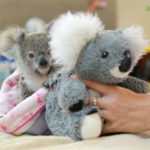 Minnik Integrated Financial Solutions - Australia Zoo - Shayne the Koala Joey