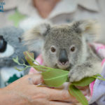 Minnik Chartered Accountants - Australia Zoo - Shayne the Koala Joey