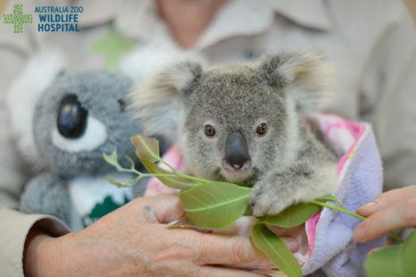 Minnik Chartered Accountants - Australia Zoo - Shayne the Koala Joey