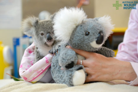 Minnik Integrated Financial Solutions - Australia Zoo - Shayne the Koala Joey