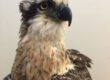 Minnik Chartered Accountants - Australia Zoo - Baby Osprey – Brain